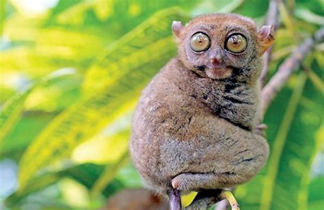 13 Small Animals With Big Eyes Looking So Cute Big Eyed