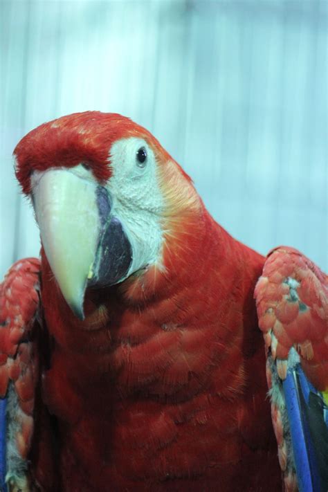 Free Photo Macaw Parrot Portrait