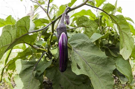 How Big Do Japanese Eggplant Get Know The Facts