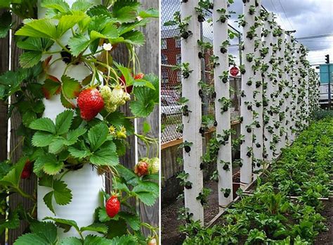 12 Diy Vertical Strawberry Garden Ideas
