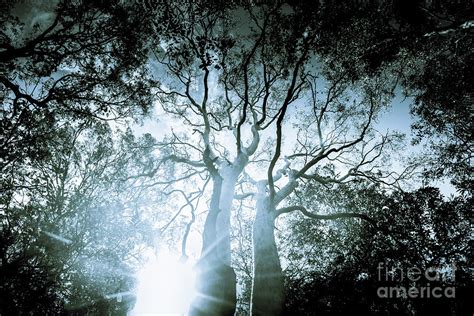 Dark Blue Spooky Trees Photograph By Jorgo Photography