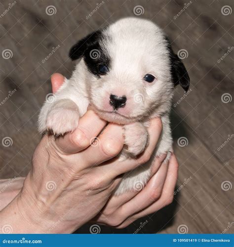 Very Cute White Black Puppies Beautiful Puppies Stock Image Image