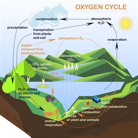 Ciclo Del Oxigeno Explicacion Detallada Con Ejemplos Images