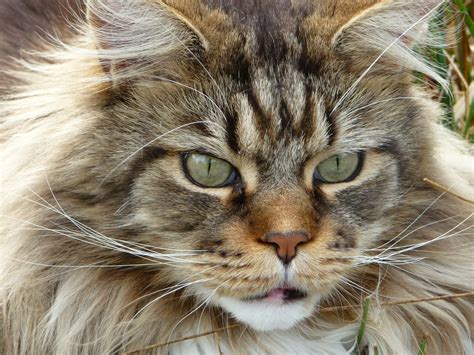 maine coons  social   cat breeds mainecoonorg