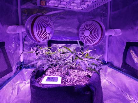 Here are the most important things you also, it is important that the wavelength and light intensity are adjustable as well. Best LED Grow Lights 2020 | 420 Green Thumb Indoor Gardening