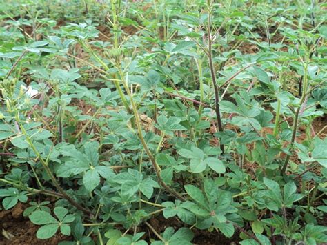 Here, we list some common fruits and vegetables in english with example sentences. Narok farmer earns Sh8,000 a week from traditional vegetables