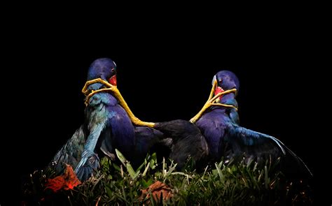 Audubon Crowns The Best Bird Photos Of 2015 Film And Photo Earth