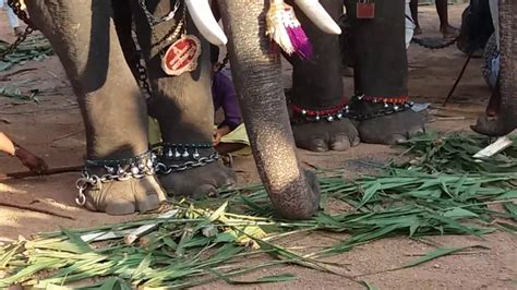 elephant eating peanuts - YouTube