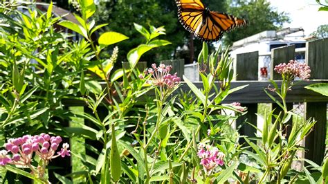 7 Tips For A Successful Monarch Butterfly Pollinator Garden