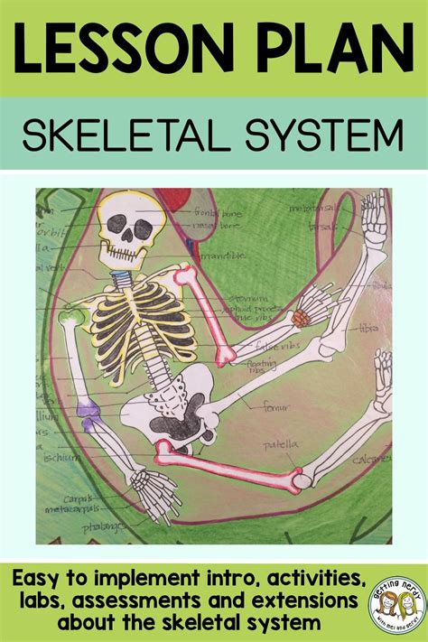 Lesson Plan Skeletal System Project Skeletal System Activities