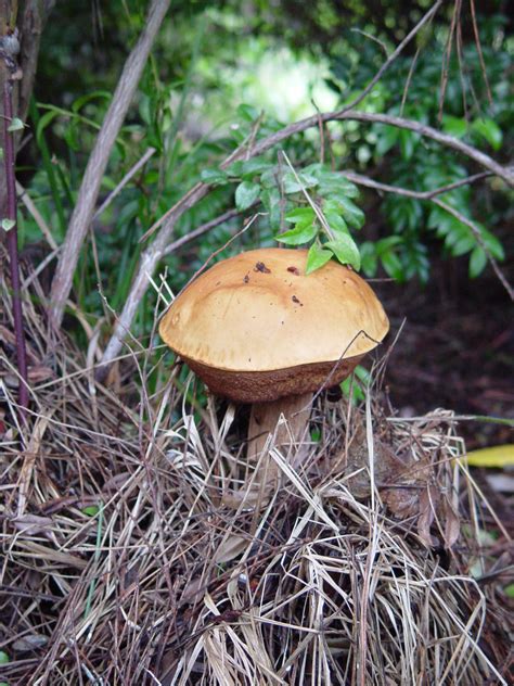 One Of The Most Thrilling Of Finds The Giant Queen Boletus Porcini