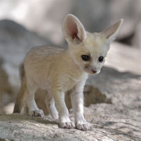 We carry a wide variety of top quality dog. Fennec Fox For Sale in United States | Petzlover