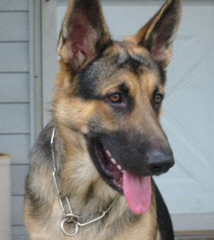 It's a working dog used for rescue, police work, and breeders that guarantee their puppies will exhibit specific characteristics, look a certain way or grow to an exact size are providing false information. German Shepherd Rescue