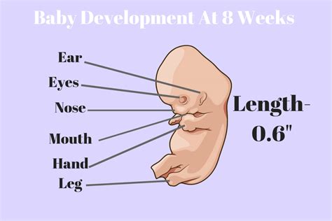 8 Weeks Pregnant Development Of The Baby At 8 Weeks