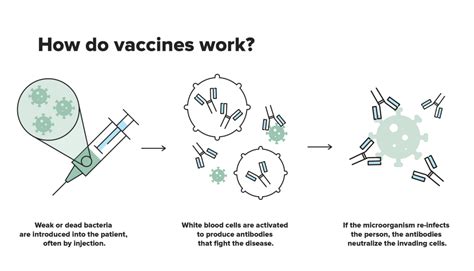 Vaccine How Do Vaccine Work