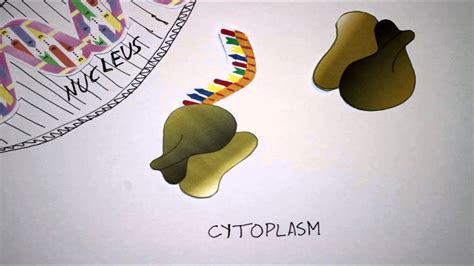 Rna interference is a rapidly developing method of gene silencing. RNA interference - YouTube