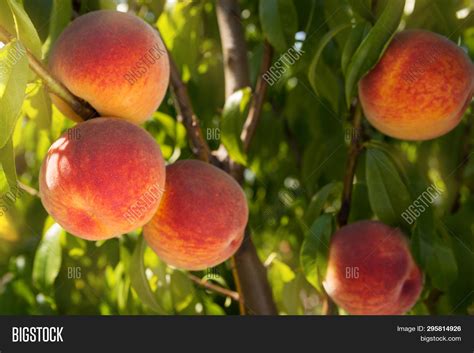 Many Ripe Peaches On Image And Photo Free Trial Bigstock