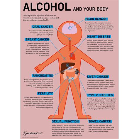 Alcohol And Your Body Drink Awareness Poster Alcohol Chart