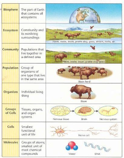 Biology Levels Of Organization Levels Of Organization Biology