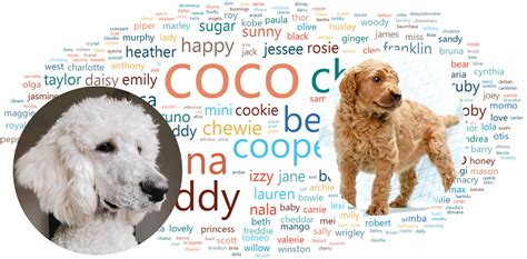 Poodle Names And Poodle Name Generator 2500 Names Best Poodle