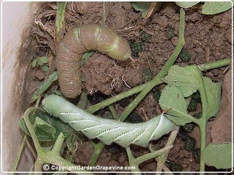 The baby larvae is pale green in color and has v shaped markings with a horn that is often black in color. 17 Best images about Caterpillar/Butterfly on Pinterest ...