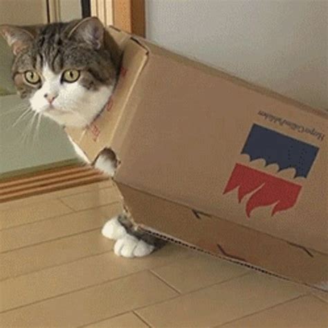 19 Irresistible S Of Cats In Boxes Cat Box Funny