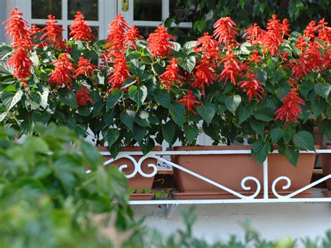 Pianta erbacea fiorita a fogliame mi hanno regalato un anthurium: Coltivare la salvia splendente, erbacea annuale con fiori ...