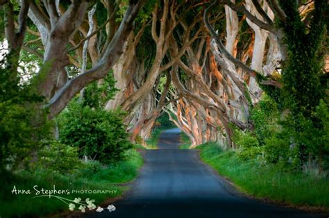 The Dark Hedges 200 Year Old Beech Trees In Northern Ireland © Anna