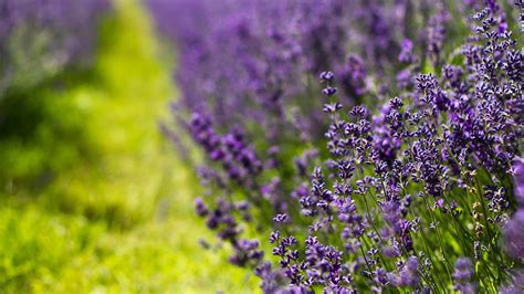 1920x1080 1920x1080 Greens Macro Lavender Grass Blur Flowers
