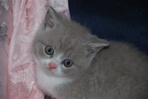 British Shorthair Kittens For Sale Qld Bundaberg