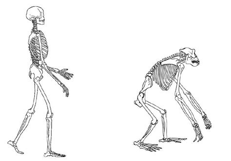 Rysunki Przedstawiają Szkielet Człowieka I Innych Małp - Rysunki przedstawiają szkielety człowieka i goryla.