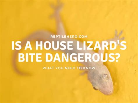 Is House Lizards Bite Dangerous And What To Do Reptile Hero