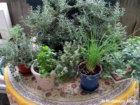 Herbs To Grow On A Balcony Image Balcony And Attic Aannemerdenhaagorg