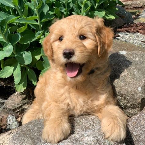 Male F1b Mini Goldendoodle Puppy For Sale Id 2806 Dw
