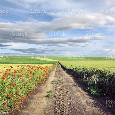 Dirt Country Road Through Cultivated Field Stock Photo Download Image