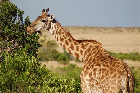 Stupefying Facts About Giraffes That Will Make You Gawk
