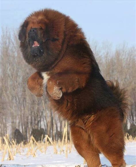 Tibetan Mastiff Dogue Du Tibet Chiens Géants Énormes Chiens