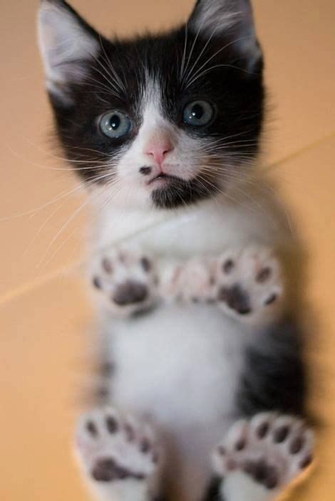 Look At Those Extra Toes Purrsnikkities Pinterest