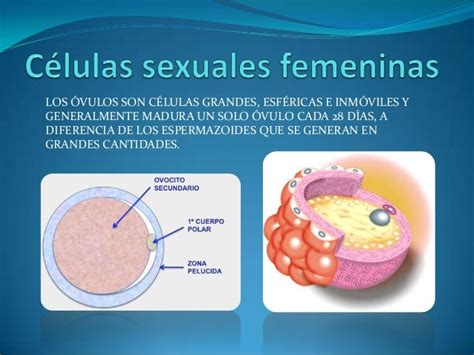 Células Sexuales