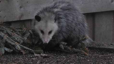 Two Opossums In Our Toronto Garden Youtube