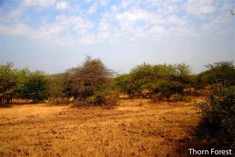 Deccan Thorn Scrub Forests Thorn Forest