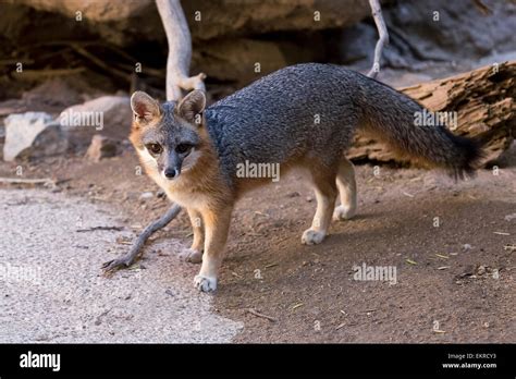 The Gray Fox Urocyon Cinereoargenteus Arizona Sonora Desert Museum
