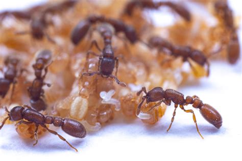 Ant Pupae Secrete Milk That Supports The Whole Colony Scimex