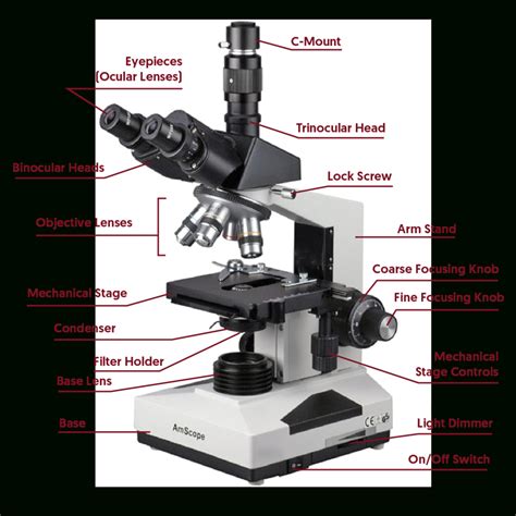 Compound Microscope Lab 1 Answer Key — Db