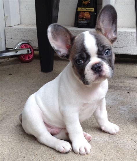 Frenchie love ️ | French bulldog puppies, Bulldog puppies, Cute french ...