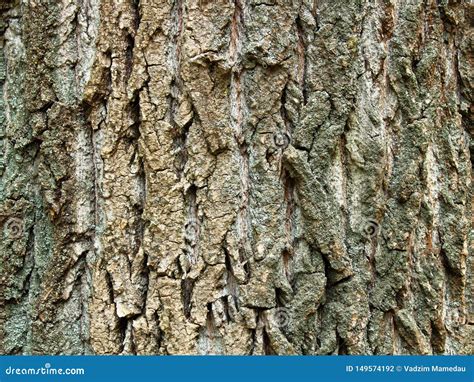 Tree Bark Close Up Texture Stock Photo Image Of Pattern 149574192