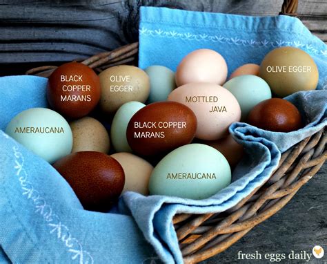 Egg Color Chart By Breed
