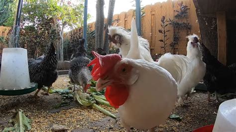 Backyard Chickens Eating Greens Lettuce Celery Sounds Noises Hens
