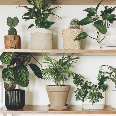 28 Low Light Indoor Plants — Low Light Houseplants