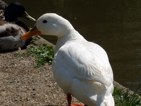 White Mallard Heres The White Mallard That Lives In A Lar Flickr